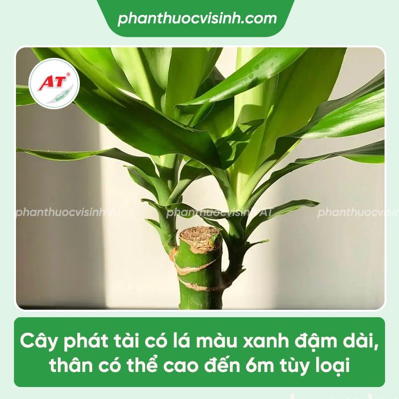 Hướng dẫn chi tiết cách trồng cây phát tài xanh lá, tươi lâu