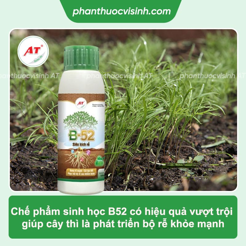 Cách trồng cây thì là tại nhà đơn giản, đạt hiệu quả cao