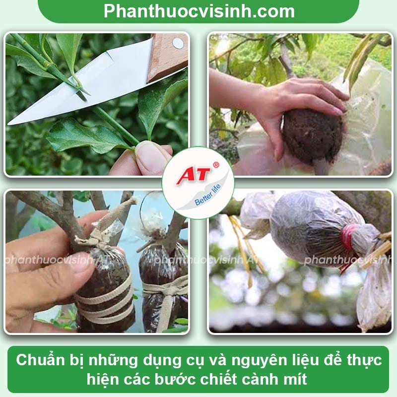 Cách chiết cành mít đơn giản, đúng kỹ thuật và mau ra trái