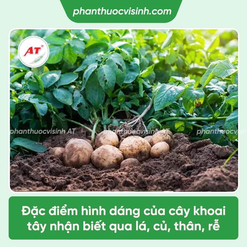 Hướng dẫn cách trồng khoai tây trong nước đơn giản, hiệu quả