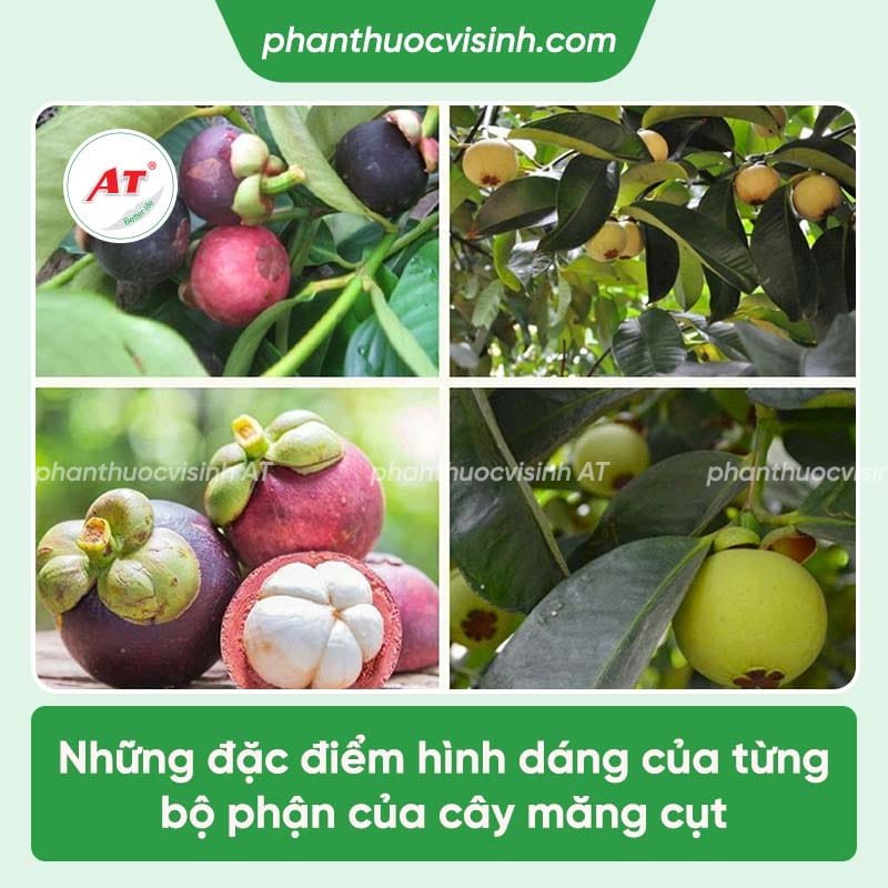 Áp dụng phương pháp chiết cành măng cụt đơn giản, hiệu quả