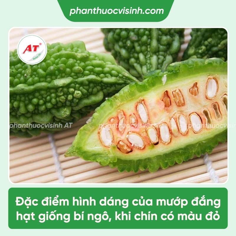Cách trồng mướp đắng dễ thực hiện, hiệu quả cao