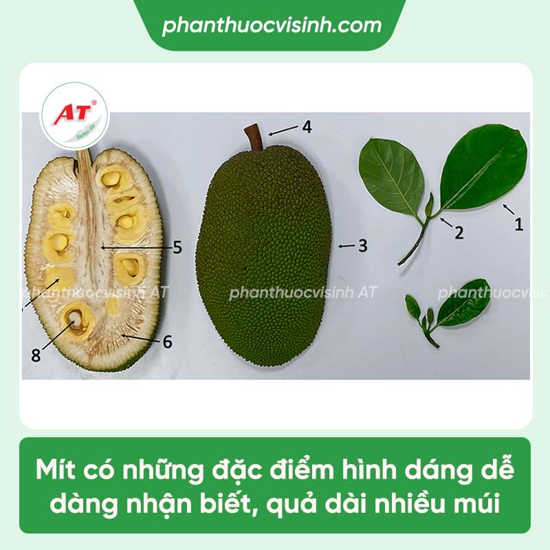 Cách chiết cành mít đơn giản, đúng kỹ thuật và mau ra trái