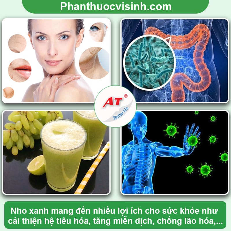 Cách trồng nho xanh đơn giản tại nhà, cây ra trái đúng mùa vụ