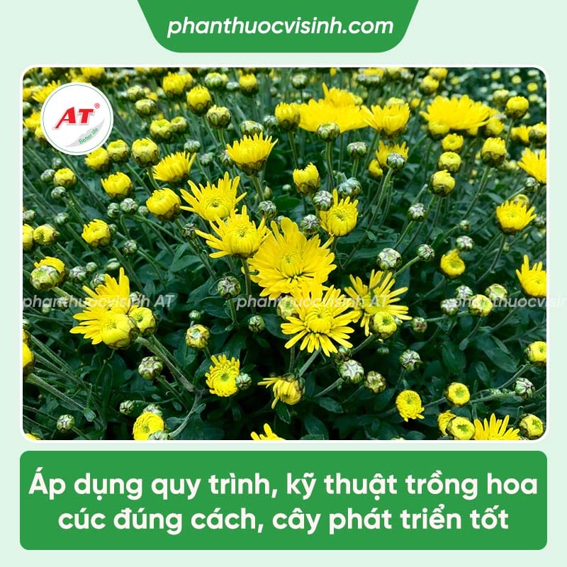 Hướng dẫn cách trồng hoa cúc chi tiết, đúng kỹ thuật