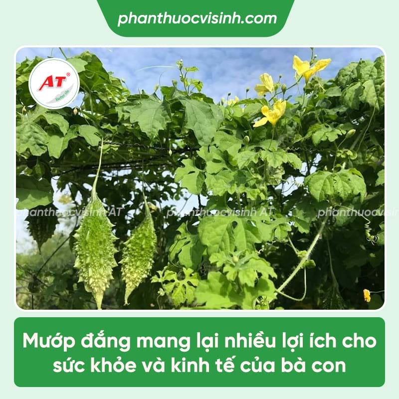 Cách trồng mướp đắng dễ thực hiện, hiệu quả cao