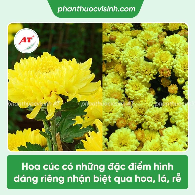 Hướng dẫn cách trồng hoa cúc chi tiết, đúng kỹ thuật