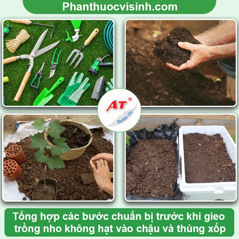 Cách trồng nho xanh đơn giản tại nhà, cây ra trái đúng mùa vụ