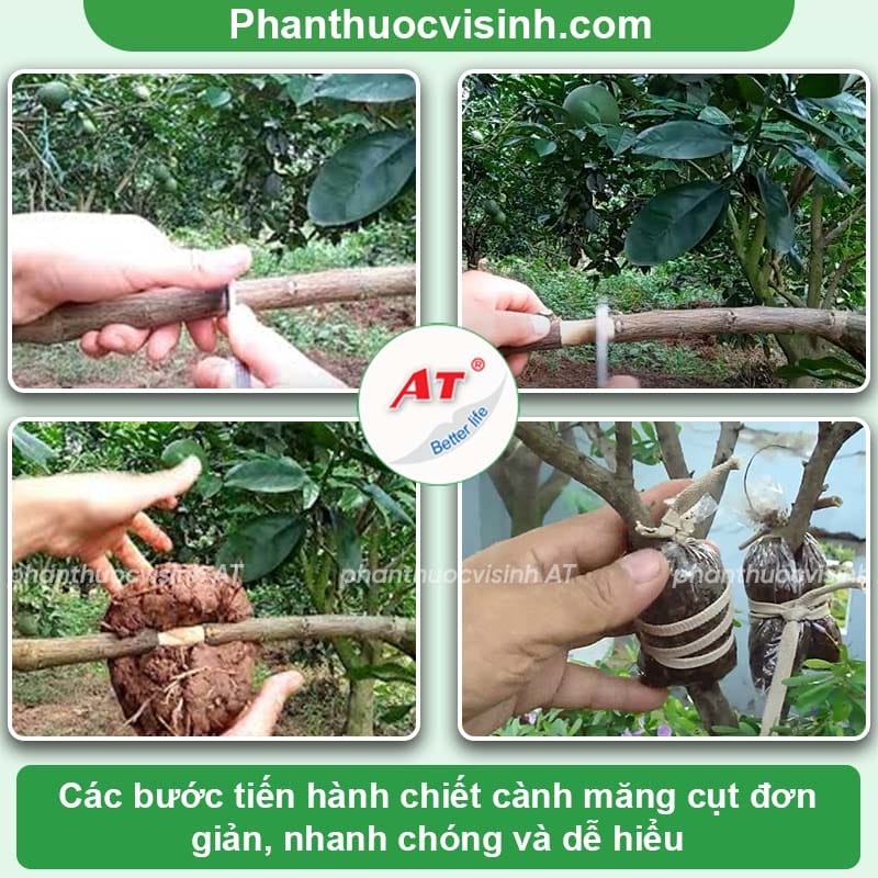 Áp dụng phương pháp chiết cành măng cụt đơn giản, hiệu quả