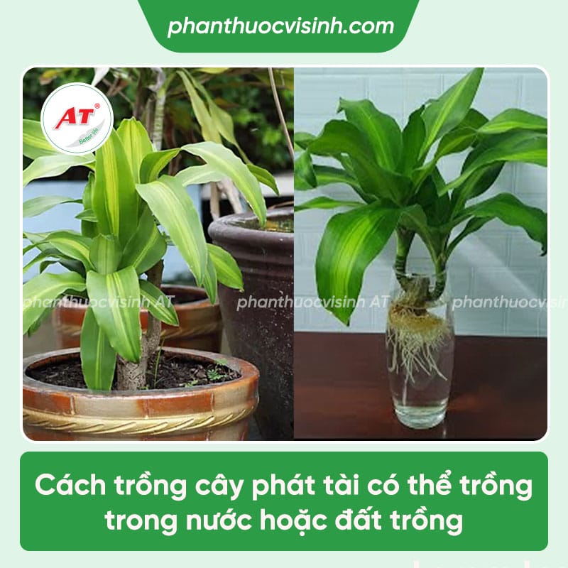 Hướng dẫn chi tiết cách trồng cây phát tài xanh lá, tươi lâu
