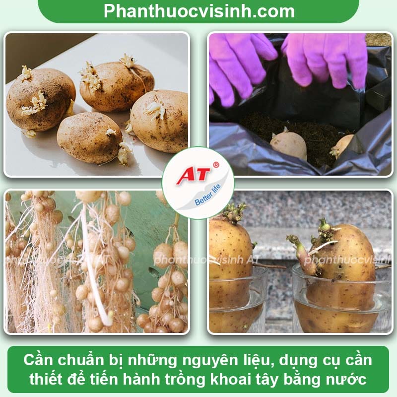Hướng dẫn cách trồng khoai tây trong nước đơn giản, hiệu quả