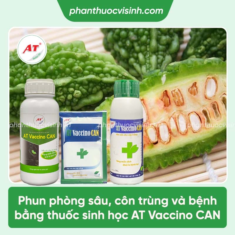 Cách trồng mướp đắng dễ thực hiện, hiệu quả cao