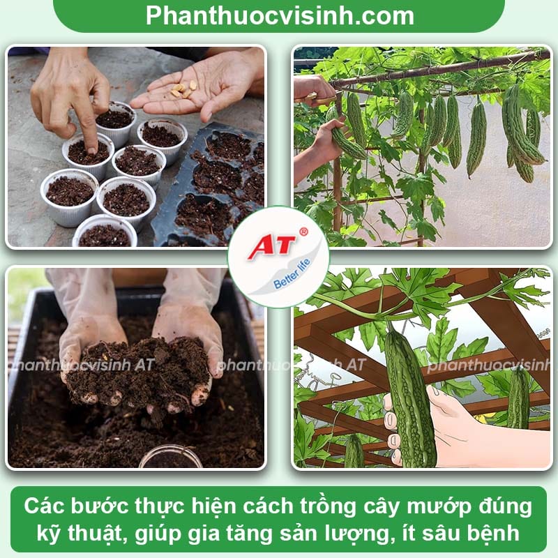 Cách trồng mướp đắng dễ thực hiện, hiệu quả cao