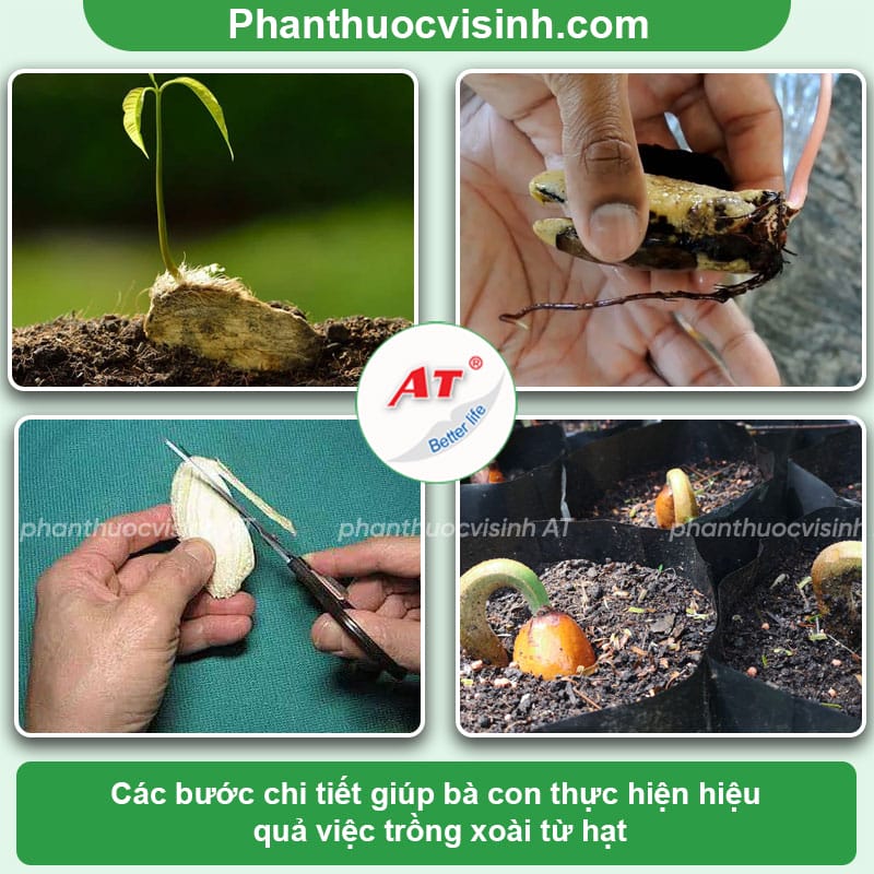 Cách trồng xoài bằng hạt nảy mầm lớn nhanh, ra trái đầy cành 2 Cách trồng xoài bằng hạt tại nhà đơn giản và hiệu quả