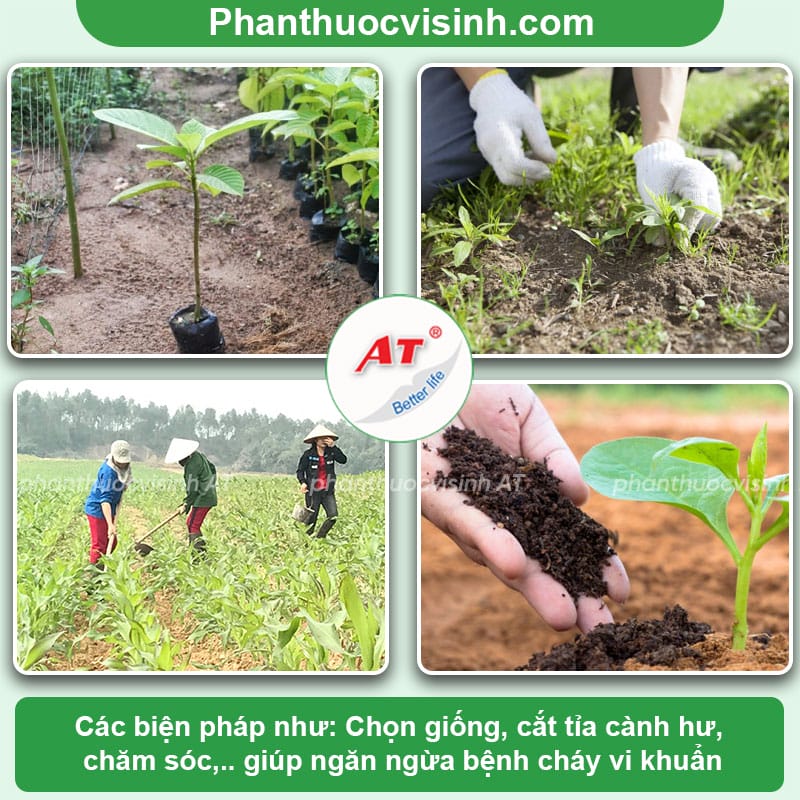 Cách phòng trị bệnh cháy lá vi khuẩn hiệu quả nhanh, an toàn 2 Bệnh cháy lá vi khuẩn nguyên nhân do đâu và cách phòng trị