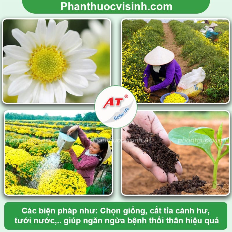 Bệnh thối thân hoa cúc: Nguyên nhân và cách phòng trị
