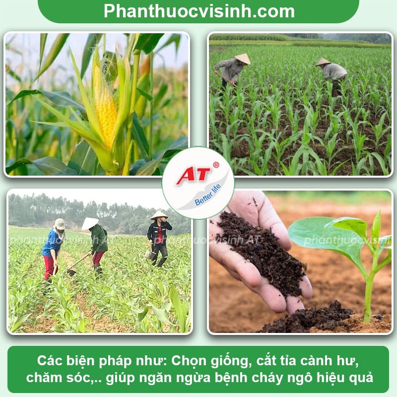 Tìm hiểu về bệnh cháy lá ngô và cách phòng trừ