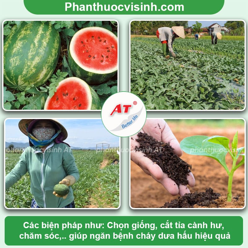 Bệnh cháy lá trên dưa hấu: Nguyên nhân do đâu và phòng trừ