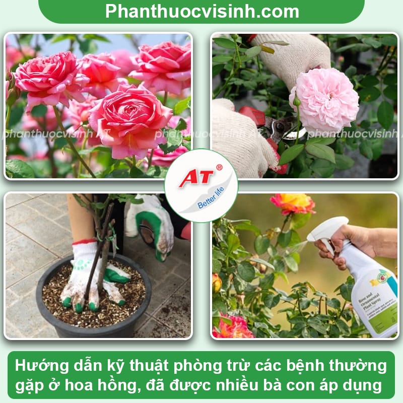 10 bệnh thường gặp ở hoa hồng và biện pháp xử lý