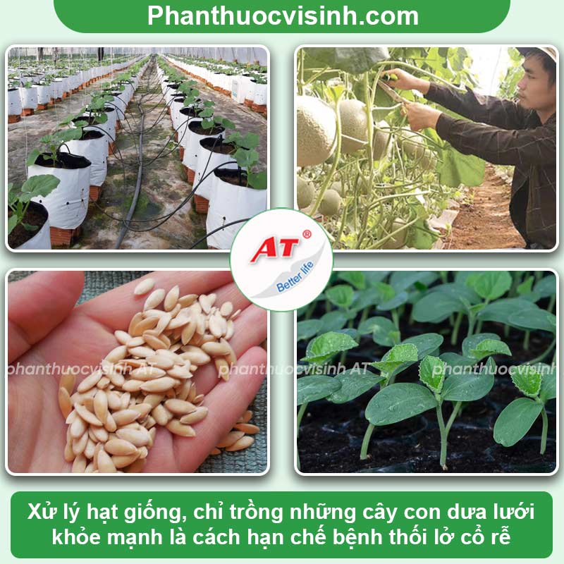 Nhận biết bệnh lở cổ rễ dưa lưới & Phòng trừ hiệu quả