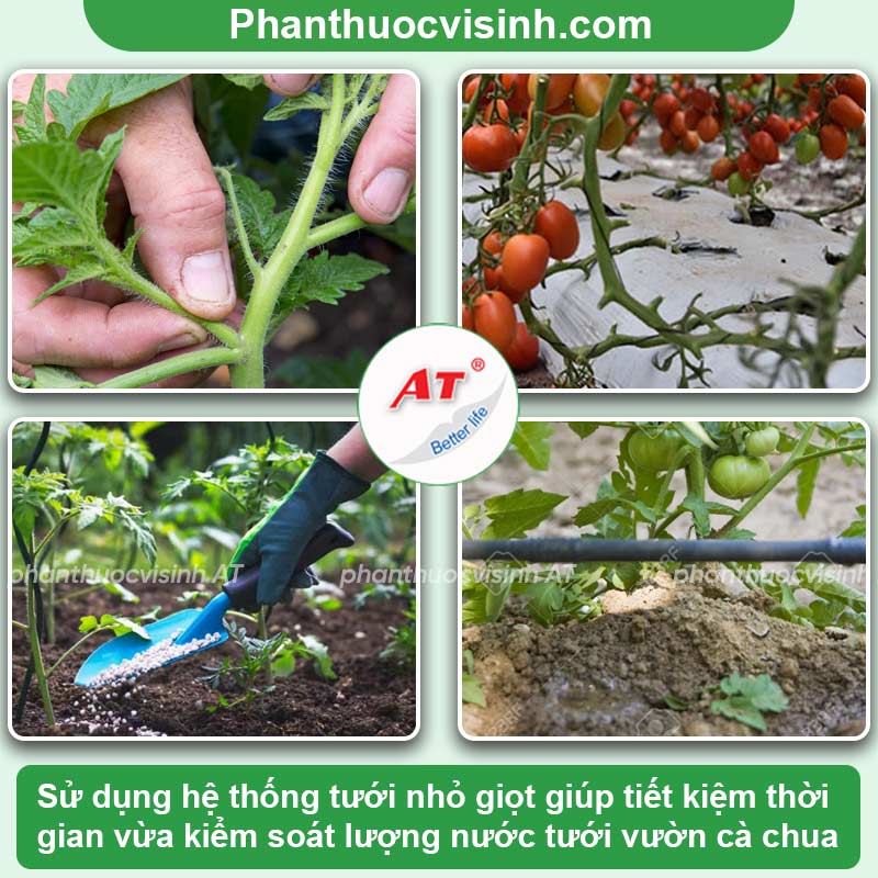 Cách phòng trị bệnh cháy lá cà chua & Nguyên nhân do đâu? 3 Bệnh cháy lá cà chua do đâu và Cách điều trị hiệu quả