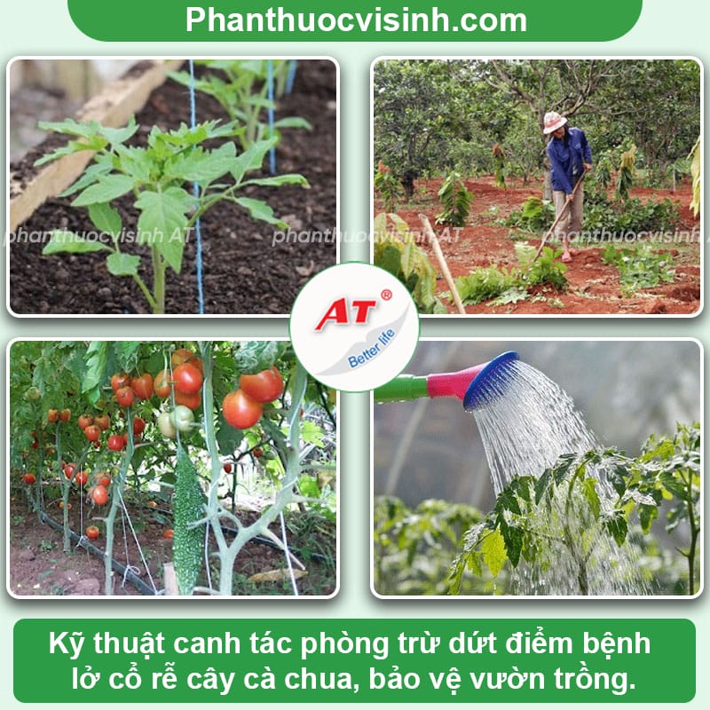 Cách phòng trị bệnh lở cổ rễ cà chua và Nguyên nhân do đâu? 3 Bệnh lở cổ rễ cà chua do nguyên nhân nào? Cách phòng trị