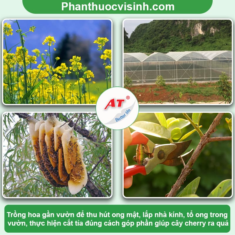 Cách xử lý cây cherry ra hoa nhưng không đậu quả và nguyên nhân