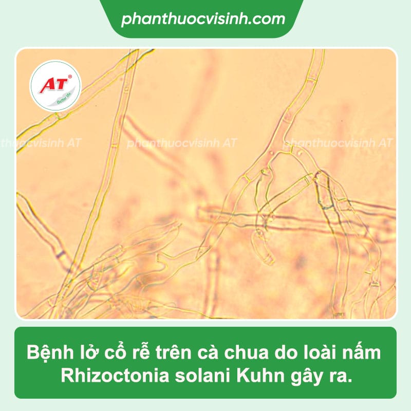 Cách phòng trị bệnh lở cổ rễ cà chua và Nguyên nhân do đâu? 2 Bệnh lở cổ rễ cà chua do nguyên nhân nào? Cách phòng trị
