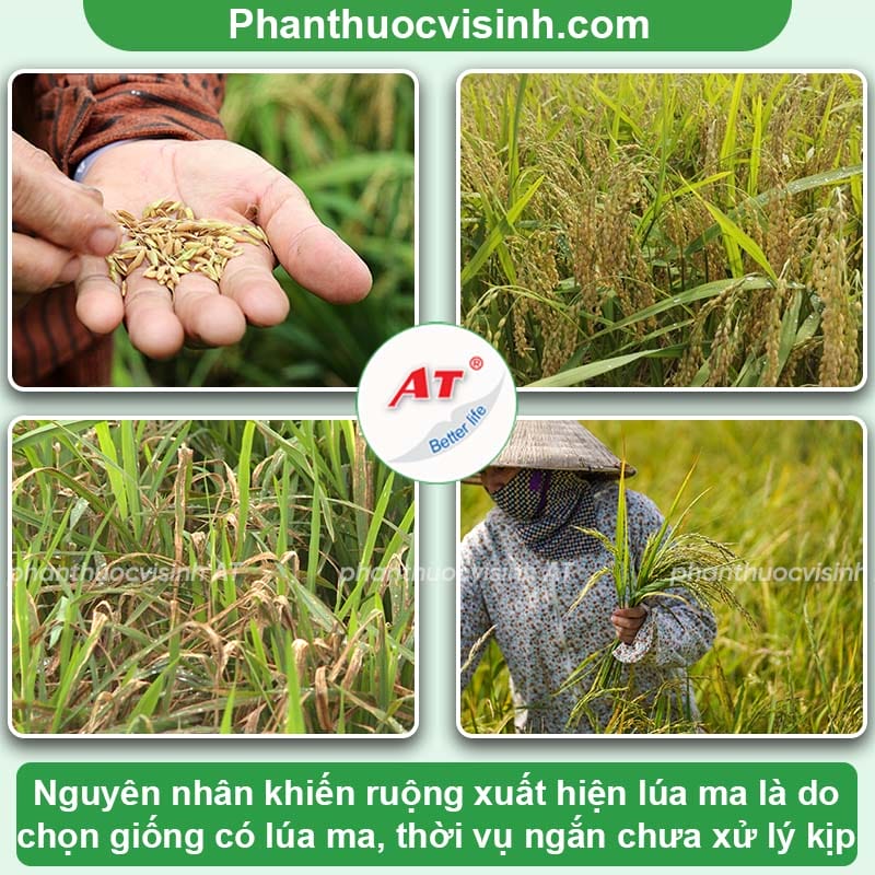 Cách xử lý lúa ma diệt trừ tận gốc, loại bỏ khỏi đồng ruộng