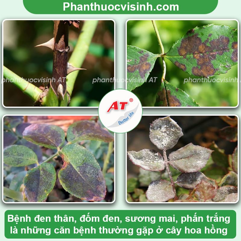 10 bệnh thường gặp ở hoa hồng và biện pháp xử lý