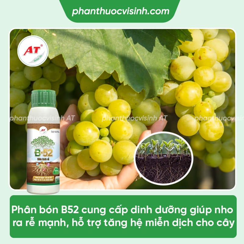 Cách trồng nho xanh đơn giản tại nhà, cây ra trái đúng mùa vụ