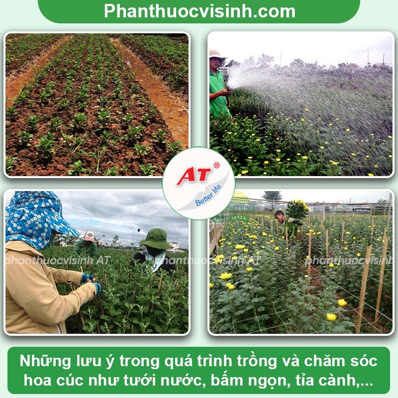 Hướng dẫn cách trồng hoa cúc chi tiết, đúng kỹ thuật