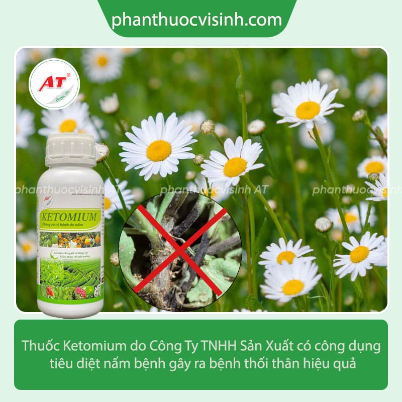 Bệnh thối thân hoa cúc: Nguyên nhân và cách phòng trị