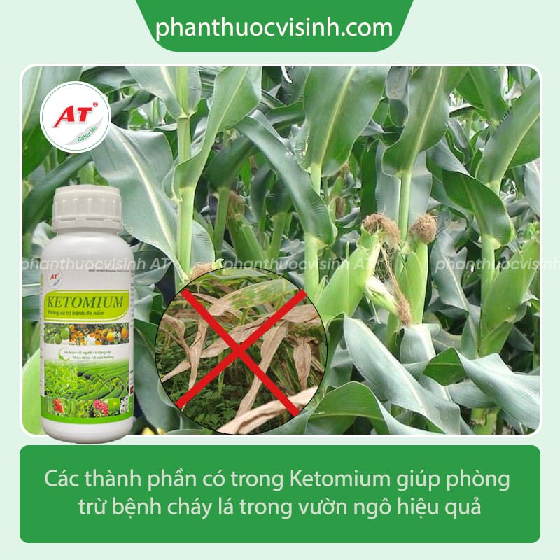 Tìm hiểu về bệnh cháy lá ngô và cách phòng trừ