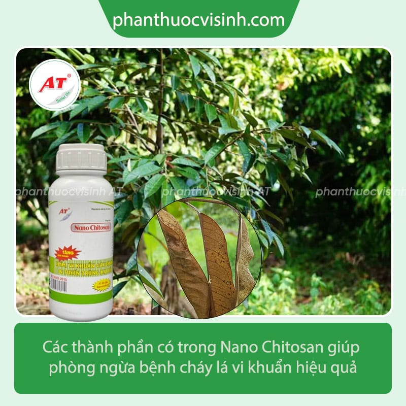Cách phòng trị bệnh cháy lá vi khuẩn hiệu quả nhanh, an toàn 3 Bệnh cháy lá vi khuẩn nguyên nhân do đâu và cách phòng trị