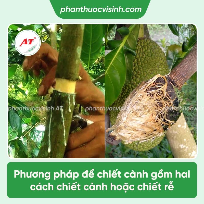 Cách chiết cành mít đơn giản, đúng kỹ thuật và mau ra trái