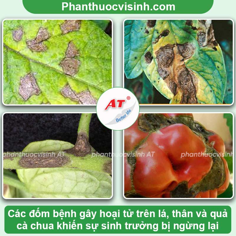Cách phòng trị bệnh cháy lá cà chua & Nguyên nhân do đâu? 2 Bệnh cháy lá cà chua do đâu và Cách điều trị hiệu quả
