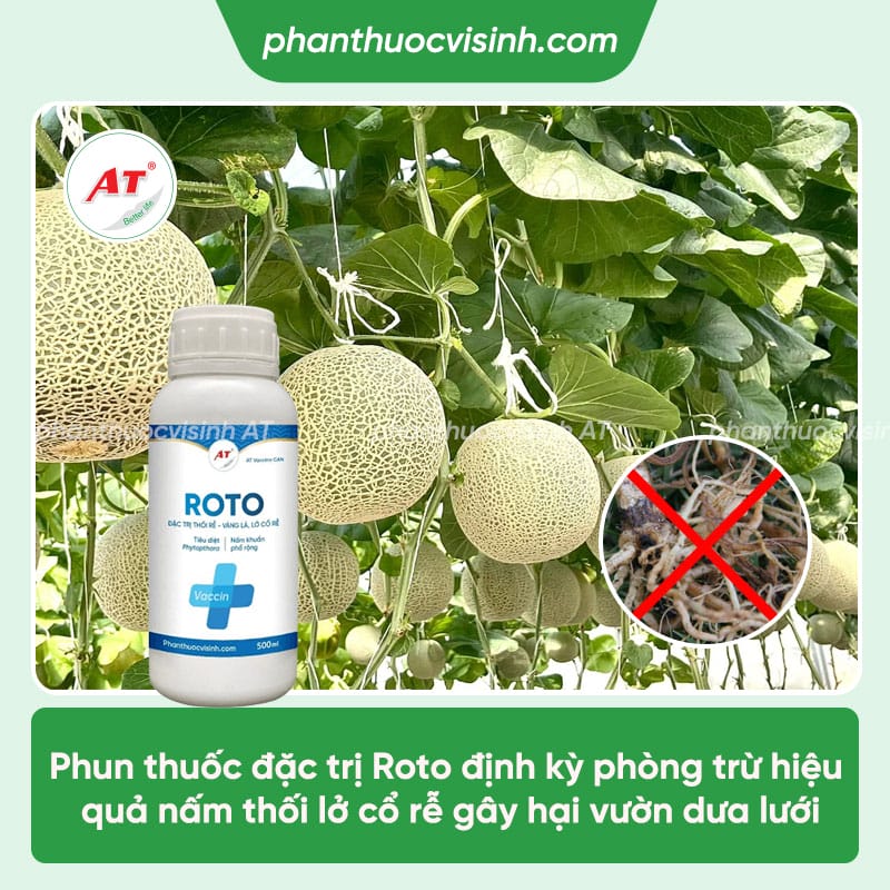 Nhận biết bệnh lở cổ rễ dưa lưới & Phòng trừ hiệu quả