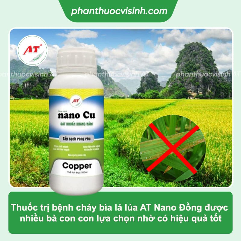 Bệnh cháy bìa lá lúa: Nguyên nhân do đâu và Cách phòng trị 4 Khi ruộng bị bệnh cháy lá lúa thì nên làm gì? Cách phòng trừ