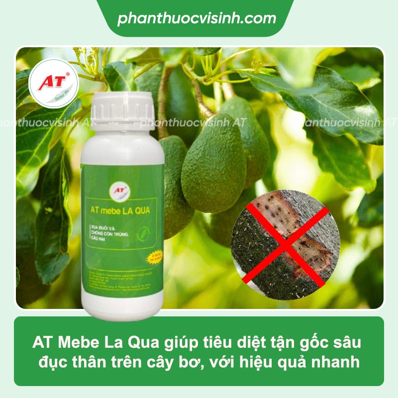 Bệnh trên cây bơ thường gặp và cách phòng trừ tận gốc