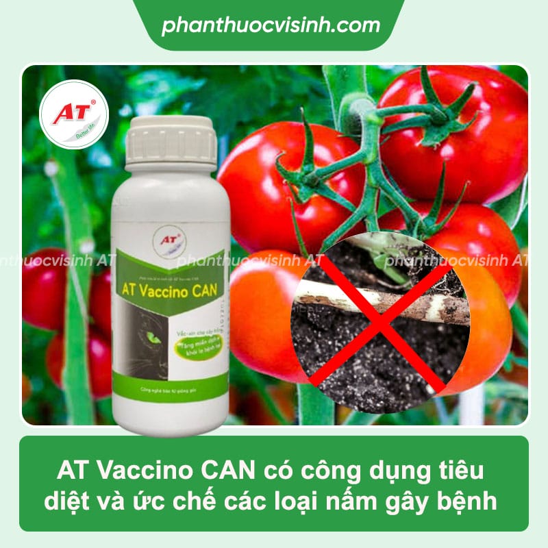 Cách phòng trị bệnh lở cổ rễ cà chua và Nguyên nhân do đâu? 4 Bệnh lở cổ rễ cà chua do nguyên nhân nào? Cách phòng trị