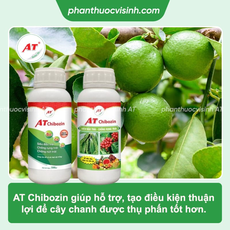 Cây chanh ra hoa không đậu quả do nguyên nhân gì? Cách xử lý