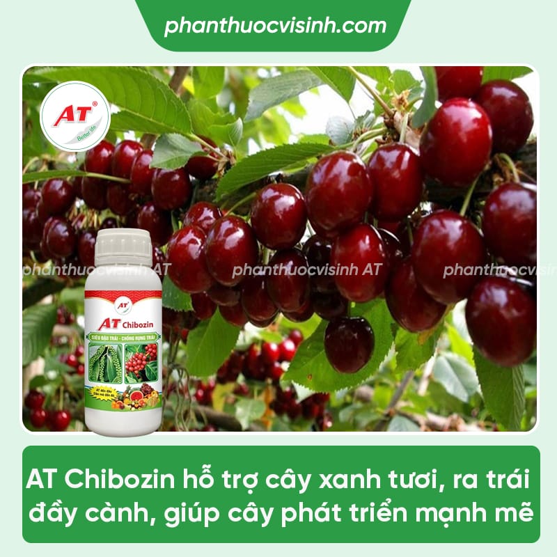 Cách xử lý cây cherry ra hoa nhưng không đậu quả và nguyên nhân