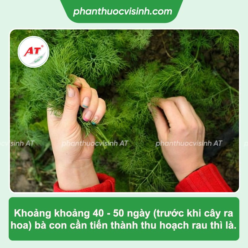 Cách trồng cây thì là tại nhà đơn giản, đạt hiệu quả cao