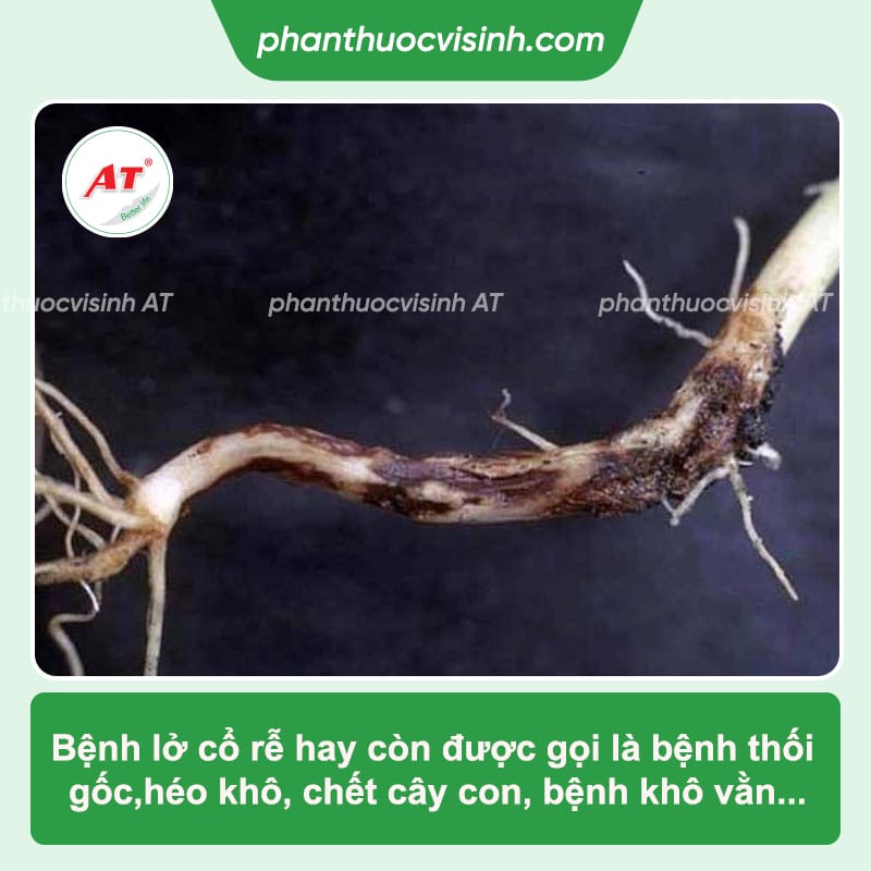 Bệnh lở cổ rễ là gì: Nguyên nhân và Cách phòng trị hiệu quả
