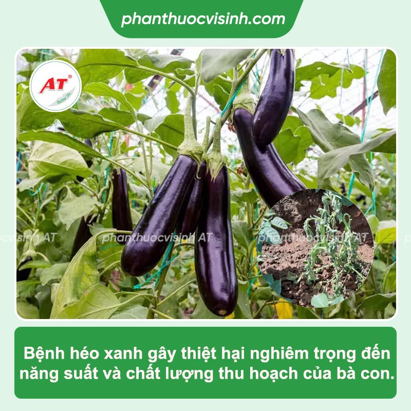 Dấu hiệu của bệnh héo xanh trên cây cà tím & Cách phòng trị