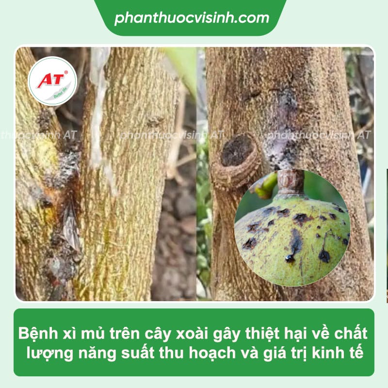 Bệnh xì mủ cây xoài do đâu và cách phòng trừ dứt điểm