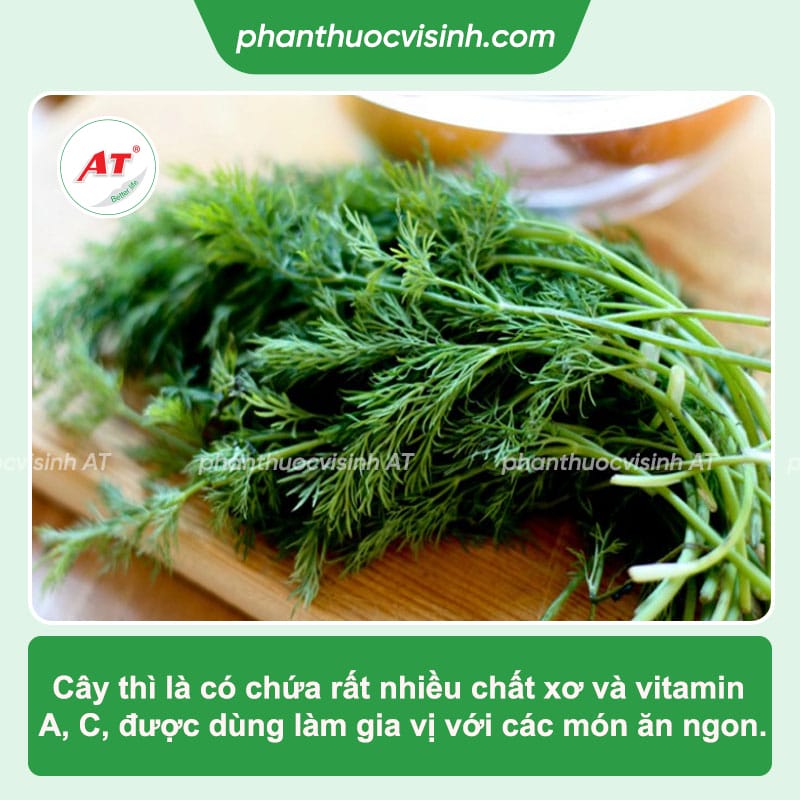 Cách trồng cây thì là tại nhà đơn giản, đạt hiệu quả cao