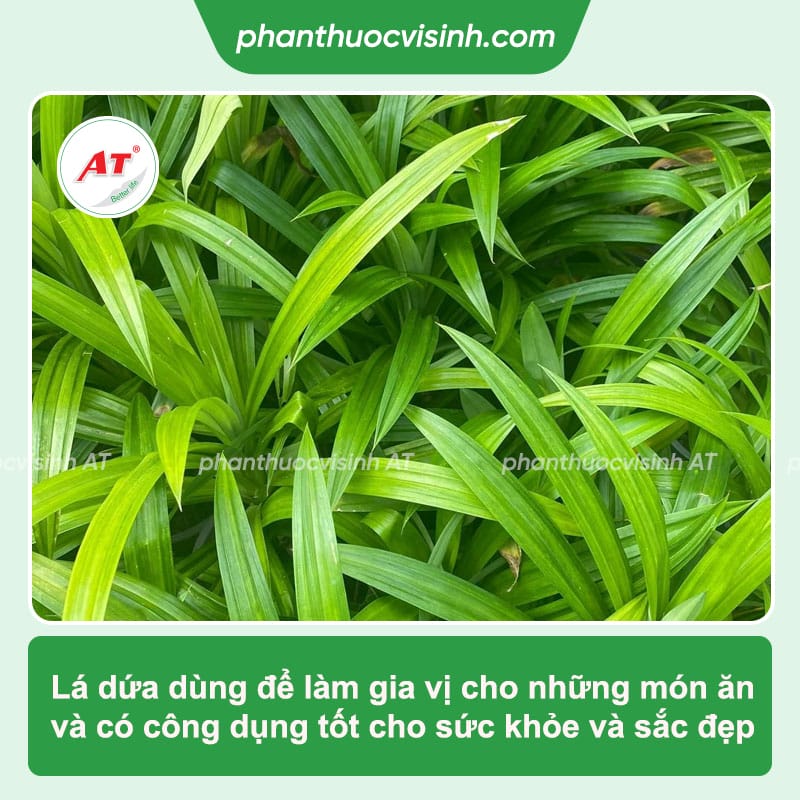 Cách trồng lá dứa ngay tại nhà, lá xanh mướt, ít bị sâu bệnh