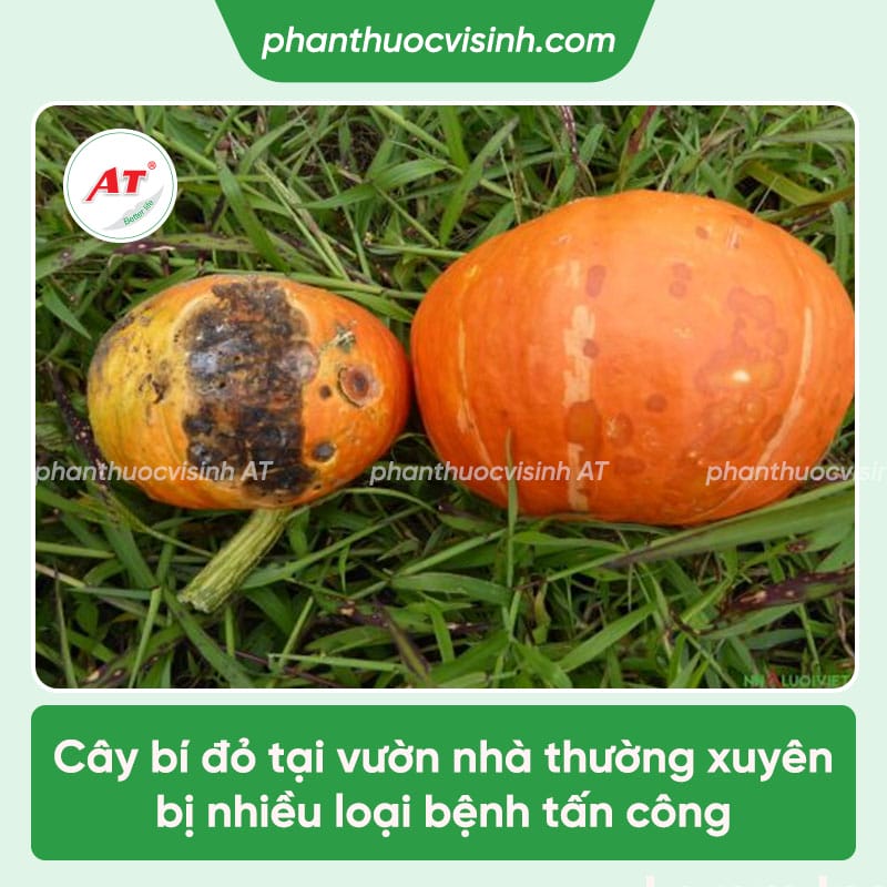 Các loại bệnh thường gặp ở cây bí đỏ và cách điều trị cụ thể